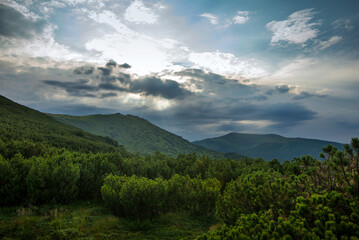 Fototapeta premium alpine dwarf pine, picturesque mountain landscape and fairy-tale sky, backlight through clouds, Carpathians, Ukraine, Europe