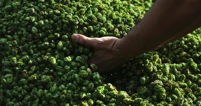 Super slow motion close up of farmer controlling with his hands at the moment harvested biologic raw hop flowers used for high quality beer production in ecological craft brewery at 1000 fps.