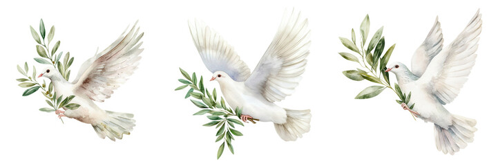 Three elegant doves carrying olive branches symbolize peace and hope, perfect for thematic designs and spiritual projects. on a white background as transparent PNG