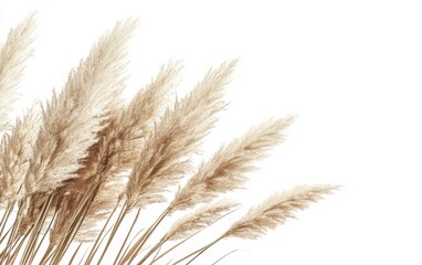 Fototapeta premium Creamy pampas grass