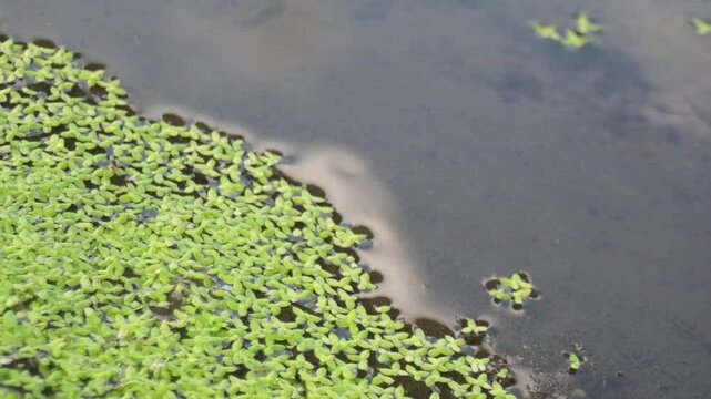 涼し気な浮き草