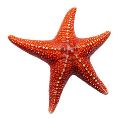  red starfish  isolated on transparent or white background