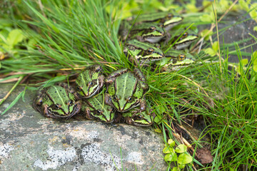 Large group of green european frogs sitting close together around some grass
