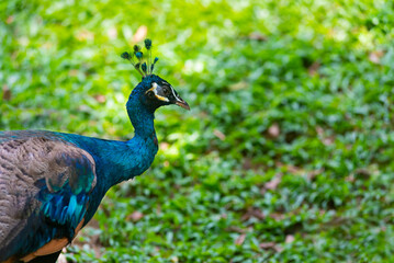 Fototapeta premium peacock
