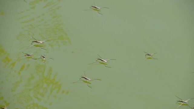 Gerris lacustris, the common pond skater, common water strider.	