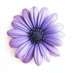 Obraz premium purple flower isolated on white background