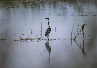 white and grey herons stop at lakes in the Moscow region when transiting to the south