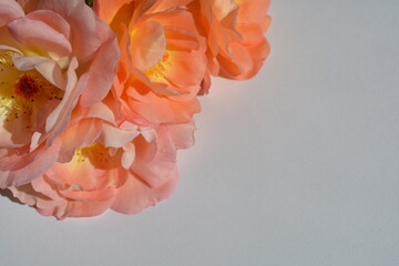 pinky - orange flowers of fragant rose from the garden 