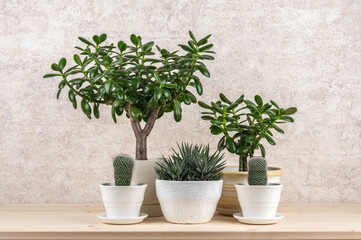 Collection of succulent houseplants on wooden shelf.