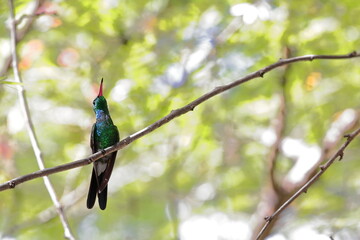 Male Cuban emerald hummingbird -Riccordia ricordii- spotted perching on a guanabana tree -Annona muricata- in Habana Vieja-Old Town. Havana-Cuba-774