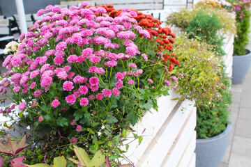 chrysanthemum flowers, floral decor in the city