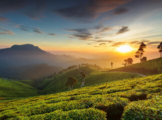 Tea plantations in Munnar, Kerala, India