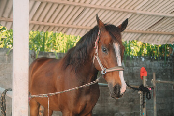 Portrait of a brown horse standing tied in a stall on a ranch, preparing for a ride. Country farm...