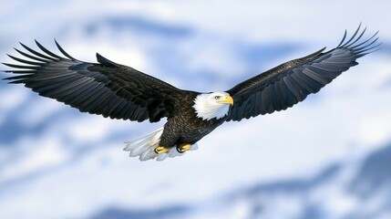 Obraz premium Majestic Bald Eagle Soaring in Clear Blue Sky