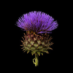 Close up of an Artichoke Flower