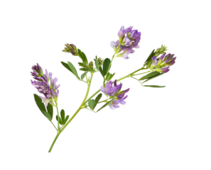 Purple flowers and green leaves of lucerne (Medicago) isolated on white or transparent background
