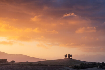 Cypress grove on top of a hill in Orciano Pisano in the Pisan hills, Tuscany, Italy
