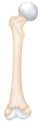 anatomy of Femur bone.