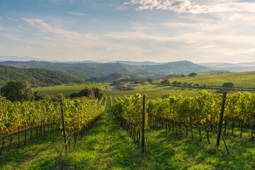 Naklejka premium Landscape of the Morellino di Scansano wine vineyards. Tuscany region, Italy