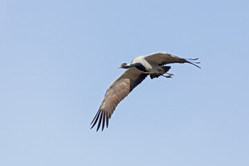 Adult demoiselle crane (Grus virgo) in flight.