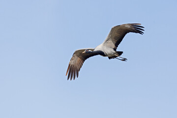 Adult demoiselle crane (Grus virgo) in flight.