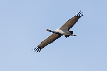 Adult demoiselle crane (Grus virgo) in flight.