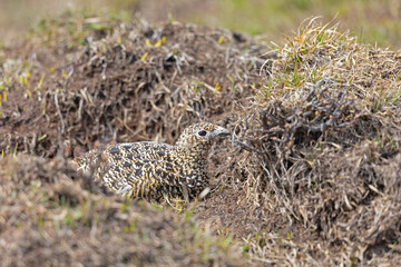 A female willow ptarmigan (Lagopus lagopus) hiding on the ground.