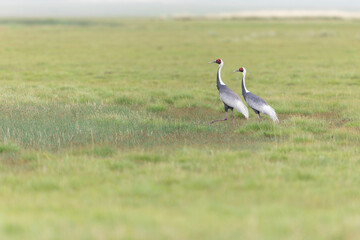 Couple of white-naped crane (Antigone vipio) in the steppe of Mongolia.