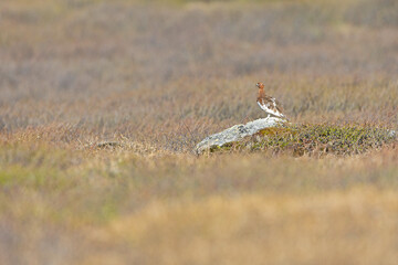 A male willow ptarmigan (Lagopus lagopus) perched on a rock.