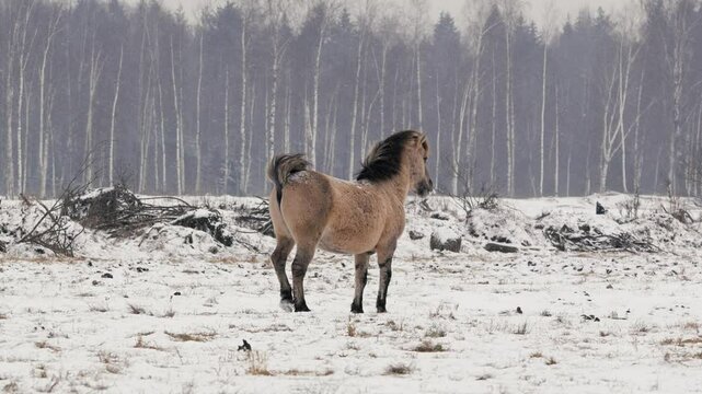 Horse Defecating in Open Field During Winter with Cloudy Weather