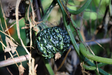 Closeup of a green knobbly Squash, Northamptonshire England