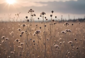 Obraz premium Dried brown wildflowers or weeds in a field against a hazy, pastel-colored sky