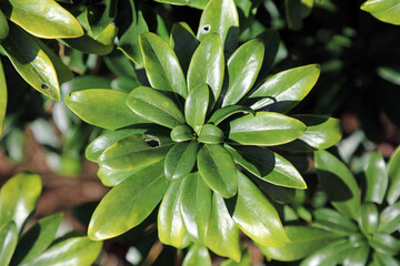 Obraz premium Overhead view of Spurge Laurel foliage, Northamptonshire England 