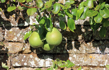 Pears growing against a stone wall, Northamptonshire England
