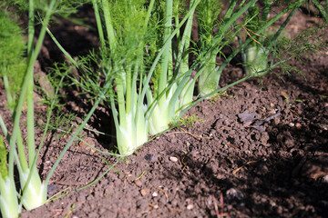 Row of sunlit Fennel plants, Northamptonshire England
