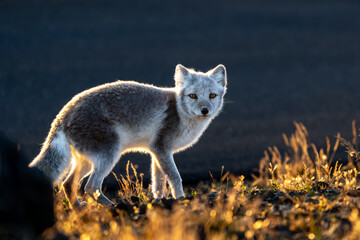 Arctic fox (Vulpes lagopus) in Iceland, Snaefellsnes Peninsula