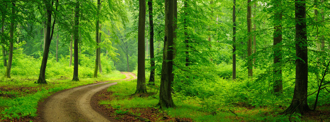Panorama of Winding Footpath through green forest of old beech trees in spring