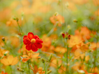 秋の公園や花壇を彩るコスモス（キバナコスモス）のある風景。背景。自然風景素材。