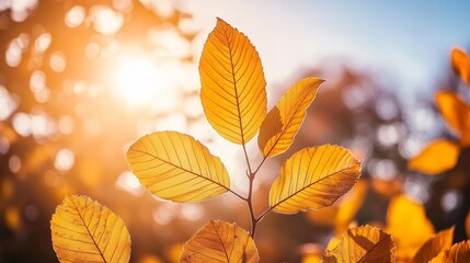 Fototapeta premium A blue sky background is surrounded by yellow, orange, and red leaves. The depth of field is shallow.