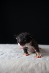 Adorable Newborn Kitten's First Glimpse of the World