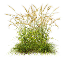Long feather flora grass fields elements cut out transparent backgrounds 3d render png file