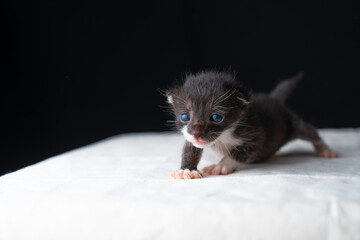 Adorable Newborn Kitten's First Glimpse of the World