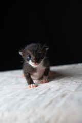 Adorable Newborn Kitten's First Glimpse of the World