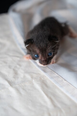 Adorable Newborn Kitten's First Glimpse of the World