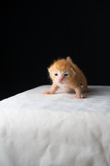 Adorable Newborn Kitten's First Glimpse of the World
