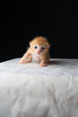 Adorable Newborn Kitten's First Glimpse of the World