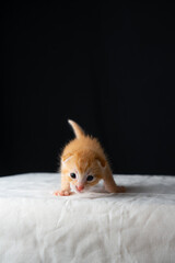 Adorable Newborn Kitten's First Glimpse of the World