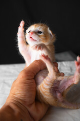 Adorable Newborn Kitten's First Glimpse of the World