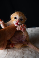 Adorable Newborn Kitten's First Glimpse of the World