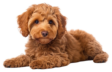 PNG Dog puppy mammal animal.